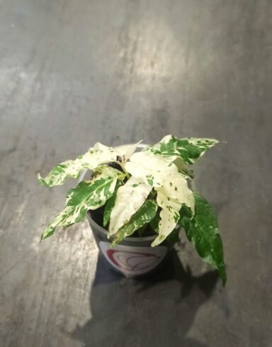 ficus aspera variegata baby