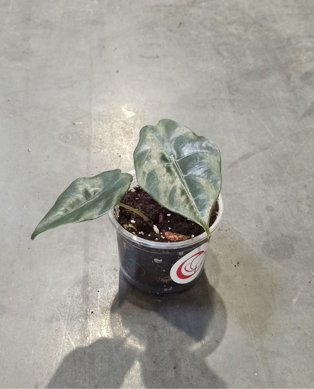 Alocasia Chantrieri baby