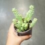 Sedum burrito plante d'intérieur dans une main