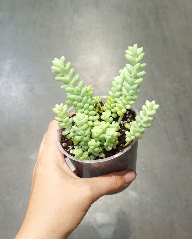 Sedum burrito plante d'intérieur dans une main