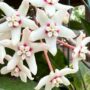 hoya australis lisa