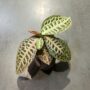 Labisia Pumila Turtle Back