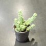 Sedum burrito plante grasse pot transparent taille S