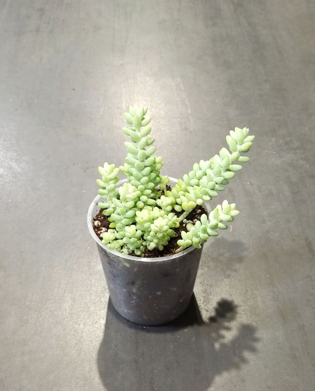 Sedum burrito plante grasse pot transparent taille S