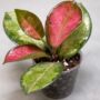 hoya australis lisa