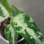 Aglaonema pictum Bicolor