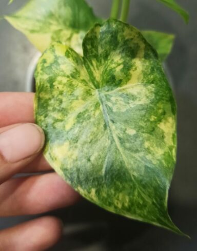 Alocasia Odora Variegata alternative