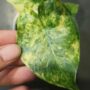 Alocasia Odora variegata