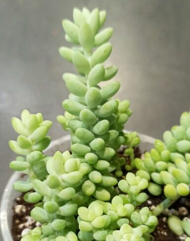 Sedum Burrito – Queue d’âne alternative