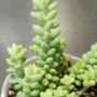 gros plan feuilles Sedum burrito plante grasse