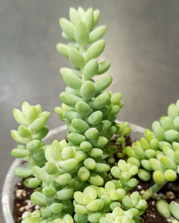 gros plan feuilles Sedum burrito plante grasse