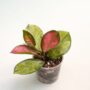 hoya australis lisa