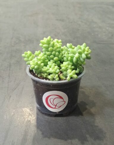 Sedum burrito