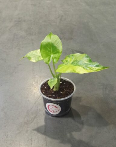 Alocasia Odora variegata