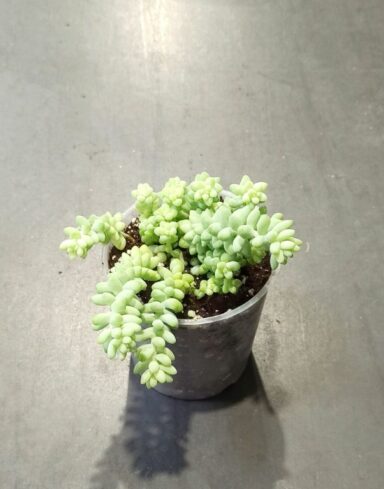 Sedum burrito burrow tails queue d'âne