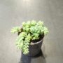 Sedum burrito burrow tails queue d'âne