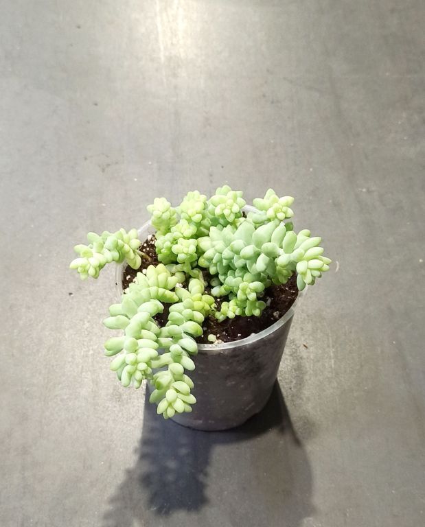 Sedum burrito burrow tails queue d'âne