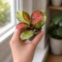 hoya australis lisa