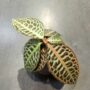 Labisia Pumila Turtle Back