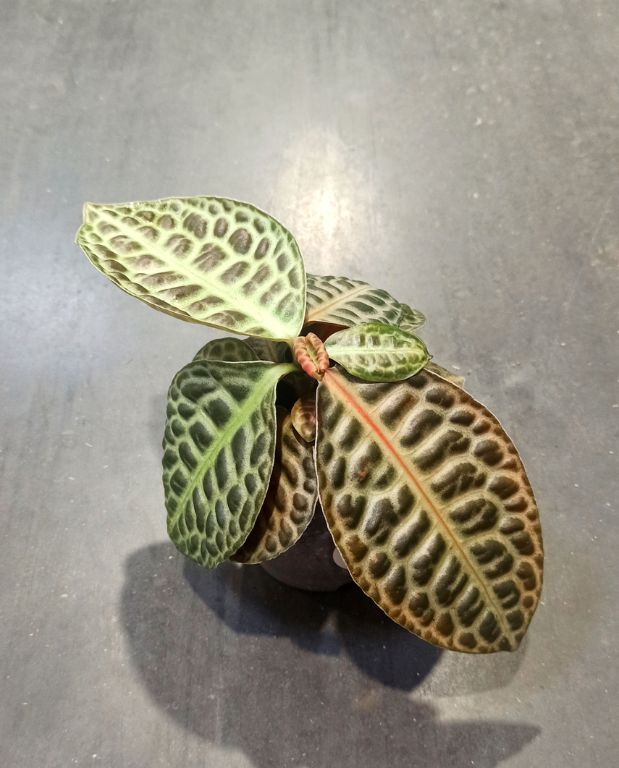 Labisia Pumila Turtle Back