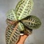 Labisia Pumila Turtle Back