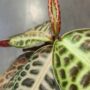 Labisia Pumila Turtle Back