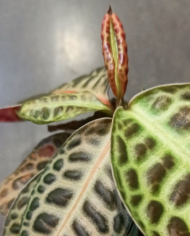 Labisia Pumila Turtle Back