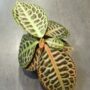 Labisia Pumila Turtle Back