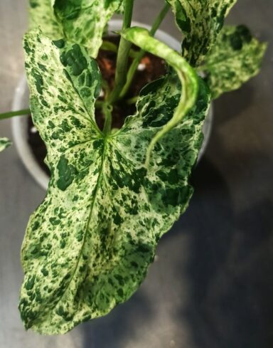 Syngonium Podophyllum Mottled Mojito alternative