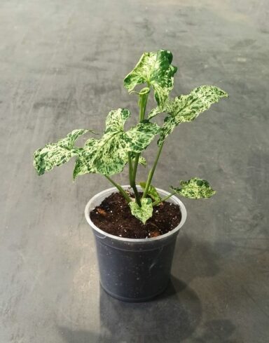 Syngonium Podophyllum Mottled Mojito