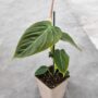 philodendron splendid