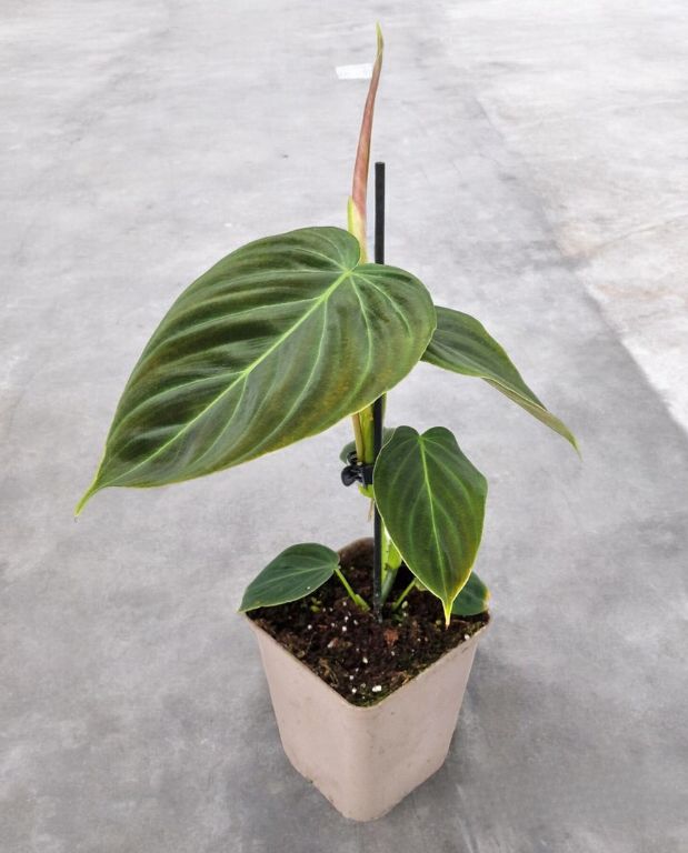 philodendron splendid