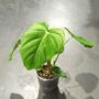 Philodendron Pastazanum taille M pot 15cm