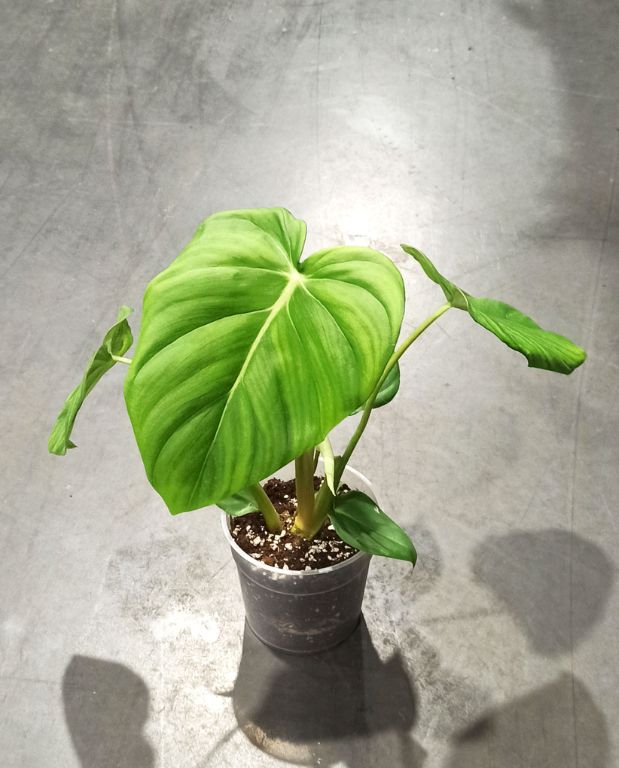 Philodendron Pastazanum taille M pot 15cm