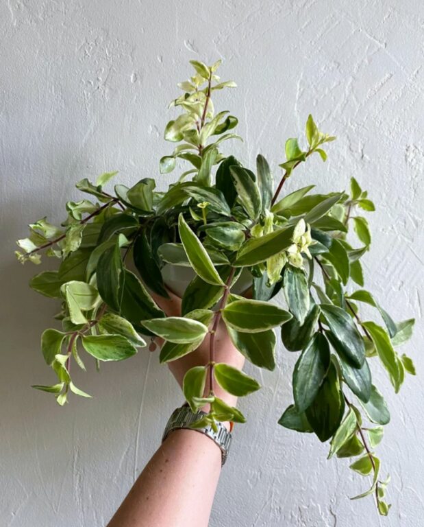 Aeschynanthus lobbianus variegata