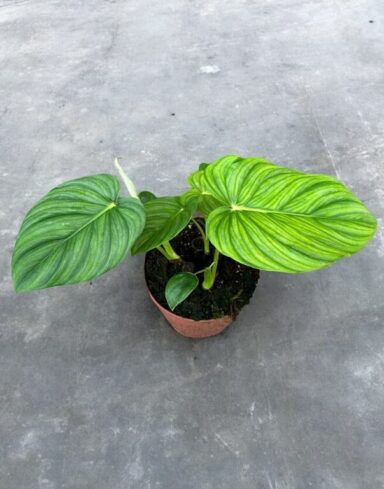 Philodendron Pastazanum alternative