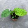 Philodendron Pastazanum