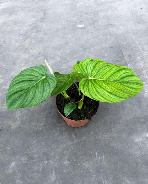 Philodendron Pastazanum