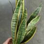 sansevieria trifasciata langue de belle-mère