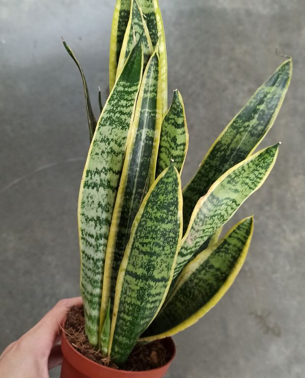 sansevieria trifasciata langue de belle-mère