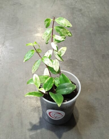 Aeschynanthus lobbianus Variegata