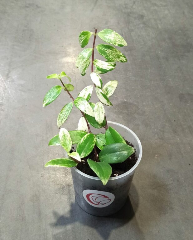 Aeschynanthus lobbianus Variegata