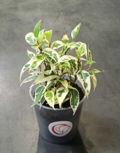 Ficus benjamina Samantha