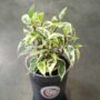 Ficus benjamina Samantha