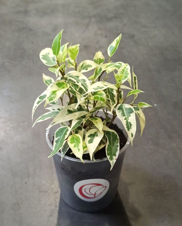 Ficus benjamina Samantha