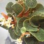 Begonia pavonina bullatifolia