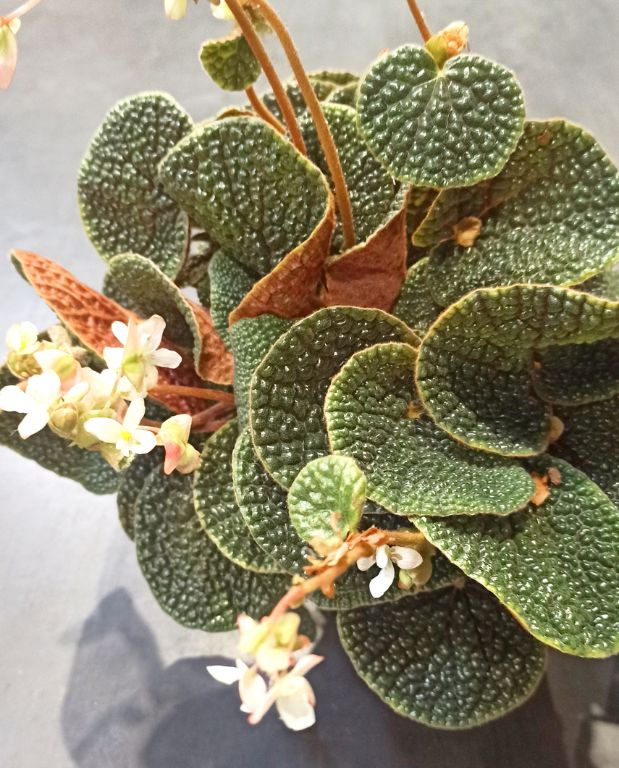 Begonia pavonina bullatifolia
