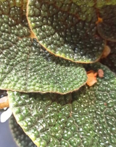 Begonia Pavonina Bullatifolia alternative