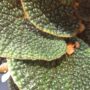 Begonia pavonina bullatifolia