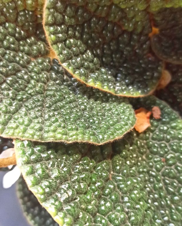 Begonia pavonina bullatifolia